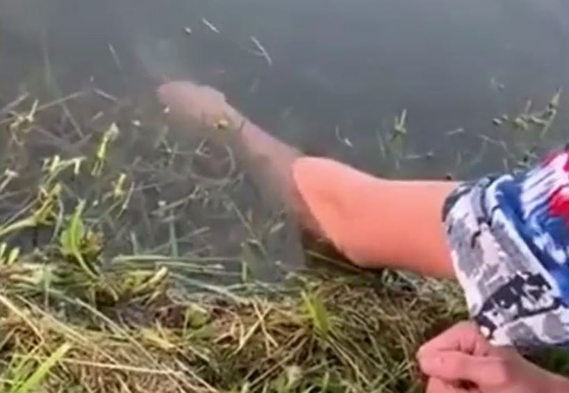 CLIP: Chàng trai dùng tay không câu cá khiến cư dân mạng trầm trồ