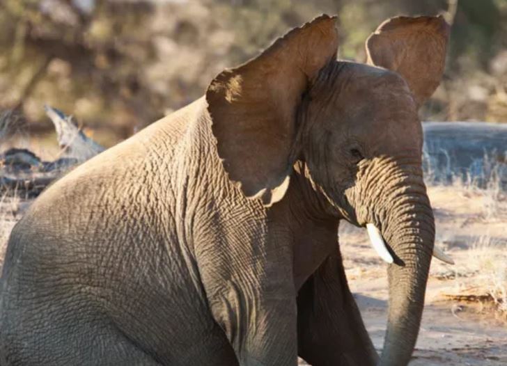 Vì sao voi có đôi tai to nhất trong thế giới động vật?