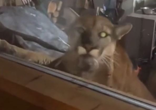 CLIP: Sư tử núi đột nhập nhà dân, tấn công thú cưng khiến cộng đồng mạng hoảng hốt
