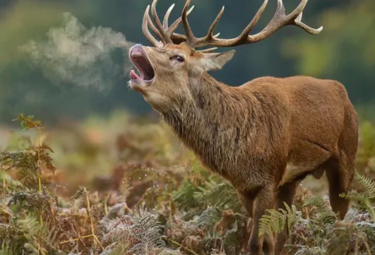 Tại sao hầu hết sự sống trên trái đất đều hít thở oxy?