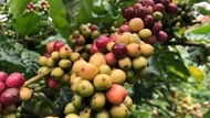 Giá nông sản ngày 19/5/2025: Cà phê và hồ tiêu duy trì ở mức cao