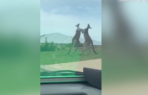 CLIP: Màn đấu võ như phim hành động giữa hai con Kangaroo trên vỉa hè