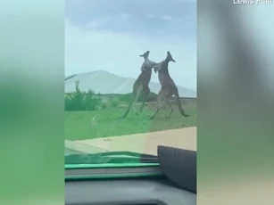 CLIP: Màn đấu võ như phim hành động giữa hai con Kangaroo trên vỉa hè