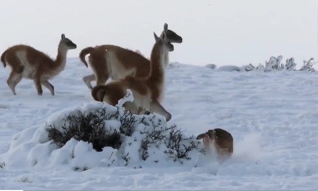 CLIP: Báo sư tử tung đòn chí mạng hạ gục lạc đà guanaco giữa băng tuyết
