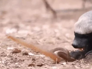 CLIP: Lửng mật tung đòn chí mạng, hạ gục rắn trong tích tắc