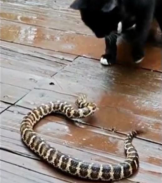 CLIP: Đụng độ mèo, rắn đuôi chuông bị tát cho 'lật mặt'