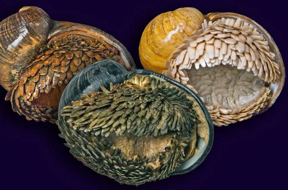 Ốc sên giáp sắt kỳ lạ dưới đáy đại dương: Trái tim khổng lồ, không cần ăn, và có nguy cơ tuyệt chủng