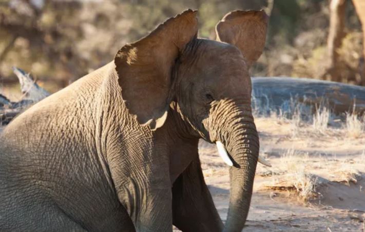 Vì sao voi lại có đôi tai khổng lồ? Bí mật làm mát của “gã khổng lồ” trong thế giới động vật