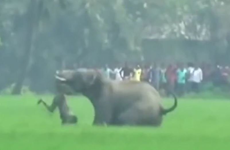 CLIP: Voi hoang dã nổi điên, quăng quật người đàn ông rồi giẫm đạp đến chết 