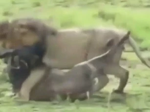 CLIP: Sư tử né đòn tử, tung cú cắn chí mạng hạ gục linh dương đầu bò