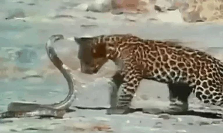 Ảnh cắt từ clip.