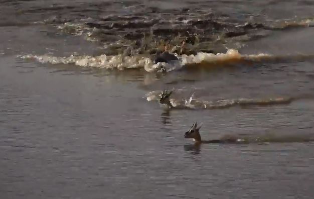 CLIP: Vội vã vượt sông, linh dương bị cá sấu đoạt mạng trong chớp mắt