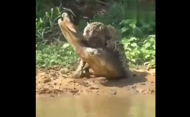 CLIP: Báo hoa mai liều lĩnh hạ gục cá sấu ngay tại “lãnh địa tử thần”