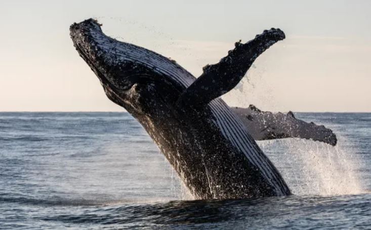 Khám phá thế giới kỳ vĩ của cá voi – Những “gã khổng lồ” hiền lành của đại dương