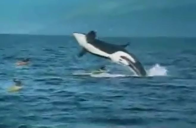 CLIP: Thoát chết kỳ diệu khi bị cá voi sát thủ khổng lồ đè trúng thuyền