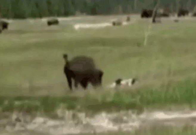 CLIP: Bị bò rừng bison truy đuổi, người phụ nữ lập tức giả chết và cái kết khó tin