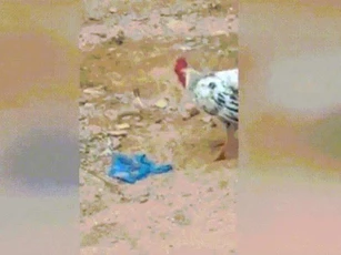 CLIP: Gà trống “hổ báo” tung đòn chí mạng, nuốt chửng rắn hổ mang chúa để bảo vệ đàn con