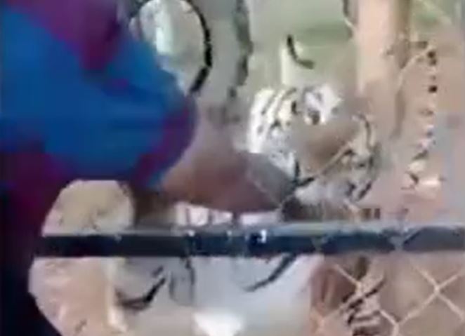 CLIP: Liều lĩnh vuốt ve hổ khi cho ăn, người đàn ông phải trả giá bằng cả tính mạng
