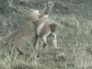 CLIP: Lạc đà Guanaco trúng đòn hiểm vẫn bật dậy chạy trốn báo sư tử