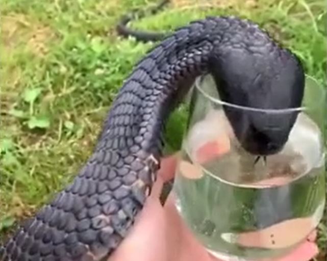 CLIP: Sốc với cảnh tượng người đàn ông cầm cốc cho rắn hổ mang chúa uống nước 