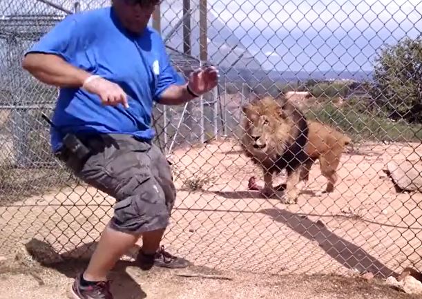 CLIP: Sư tử bất ngờ lao tới tấn công, người đàn ông hoảng hốt bỏ chạy và cái kết