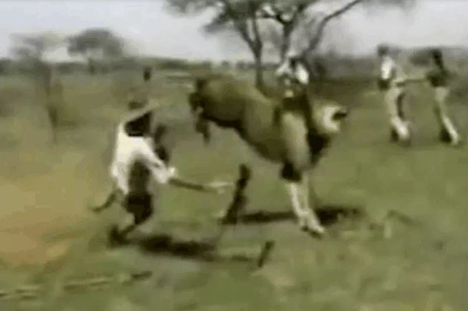 CLIP: Bị đe dọa, sư tử nổi điên vồ người thợ săn và cái kết