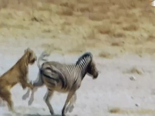 CLIP: Thoát chết ngoạn mục, ngựa vằn tung cú đá “trời giáng” khiến sư tử gục ngã