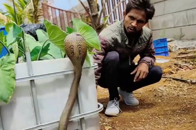 CLIP: 'Nín thở' theo dõi màn thu phục rắn hổ mang hung dữ của nam thanh niên