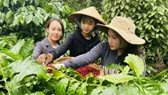 Giá nông sản ngày 21/5/2025: Cà phê tăng bật trở lại, hồ tiêu vẫn giữ đà ổn định