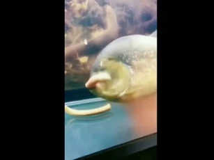 CLIP: Kinh hoàng khoảnh khắc cá Piranha tung đòn chí mạng, cắn đôi con mồi trong tích tắc