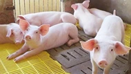 Giá heo hơi ngày 21/5/2025: Miền Nam vẫn giữ mức cao nhất cả nước