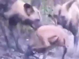 CLIP: Kinh ngạc khoảnh khắc đàn chó hoang châu Phi hạ gục con mồi chỉ trong tích tắc