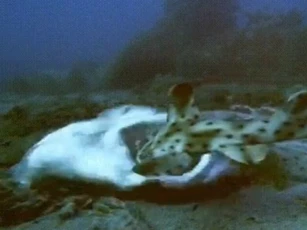 CLIP: "Sát thủ đáy cát" tung đòn chớp nhoáng hạ gục con mồi