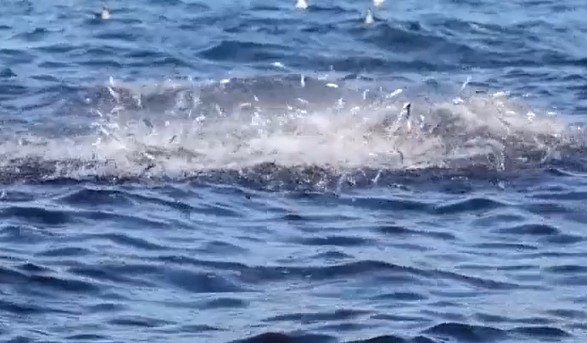 CLIP: Mãn nhãn với cảnh săn mồi ngoạn mục của hàng nghìn cá heo giữa đại dương