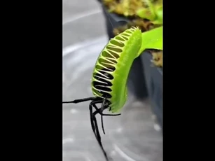 CLIP: Cận cảnh loài cây ăn thịt săn mồi