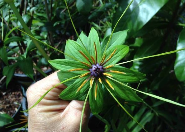 Loại cỏ dại từng bị bỏ quên, nay thành “sâm quý” tiền triệu: Giải độc, giảm ho, chống ung thư