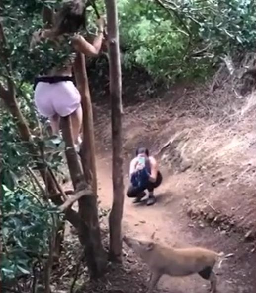 CLIP: Bị lợn rừng truy đuổi, cô gái làm ra hành động gây 'sốc'