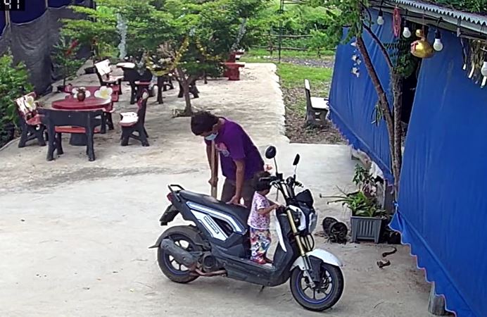 CLIP: Chó nhà dũng cảm cứu 2 bố con thoát khỏi rắn hổ mang cực độc