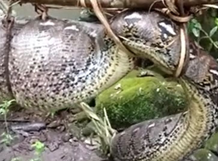 CLIP: Nuốt trộm gia súc, trăn khổng lồ dài hơn 7 mét bị dân làng tóm gọn