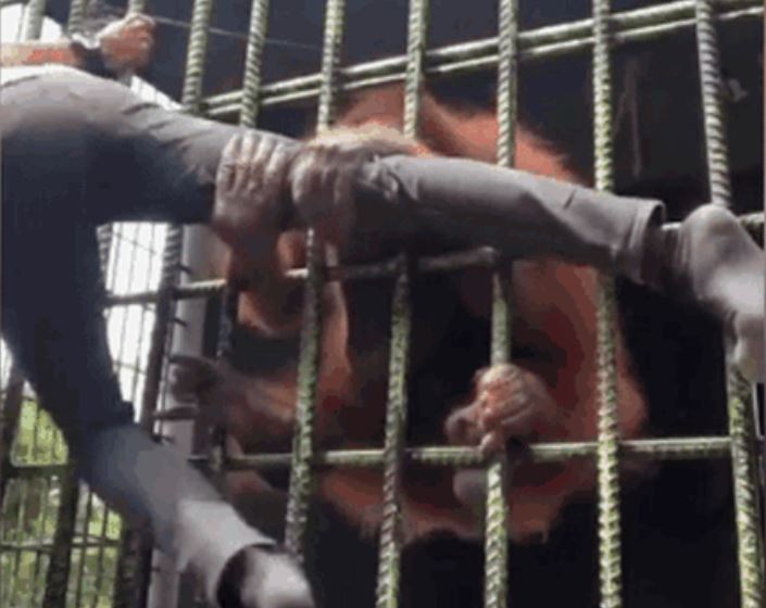 CLIP: Lỡ dại lẻn vào vườn thú trêu chọc đười ươi, nam thanh niên nhận ngay 'báo ứng'