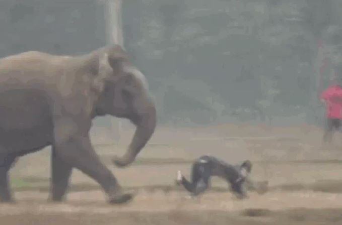 CLIP: Liều lĩnh chụp ảnh 'tự sướng' với voi rừng, người đàn ông suýt mất mạng