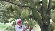 Kiểm soát toàn diện từ vùng trồng đến đóng gói sầu riêng xuất khẩu