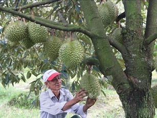 Kiểm soát toàn diện từ vùng trồng đến đóng gói sầu riêng xuất khẩu
