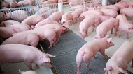 Giá heo hơi ngày 22/5/2025: Ổn định ở cả ba miền