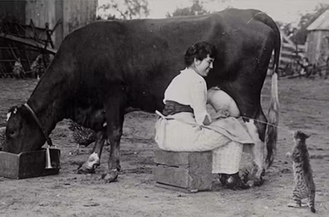 Hãy ngừng cho mèo uống sữa: Hành động có vẻ yêu thương nhưng có thể gây hại cho thú cưng của bạn