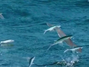 CLIP: Cuộc đào thoát ngoạn mục và cái kết đau lòng của cá chuồn bay