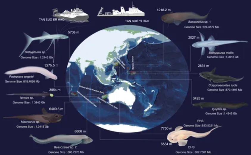 Phát hiện đột phá về đột biến gen chung ở cá biển sâu tại Rãnh Mariana
