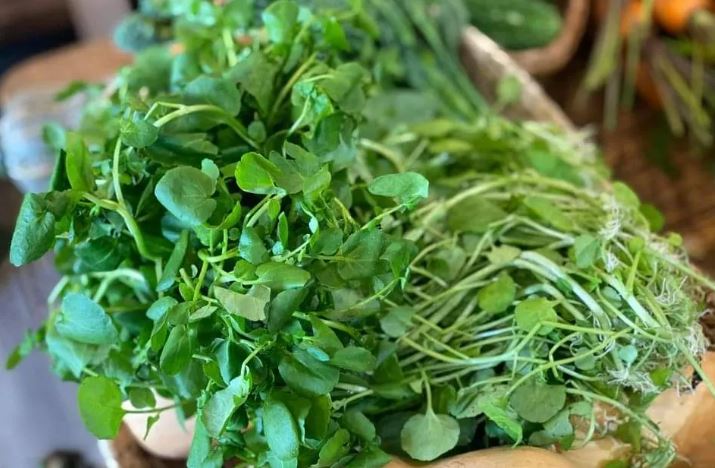 M&#x1ED9;t lo&#x1EA1;i rau Vi&#x1EC7;t Nam &#x111;&#x1B0;&#x1EE3;c M&#x1EF9; vinh danh l&#xE0; t&#x1ED1;t nh&#x1EA5;t th&#x1EBF; gi&#x1EDB;i: Gi&#xE0;u collagen, b&#x1EA3;o v&#x1EC7; tim m&#x1EA1;ch, h&#x1ED7; tr&#x1EE3; ph&#xF2;ng ung th&#x1B0;