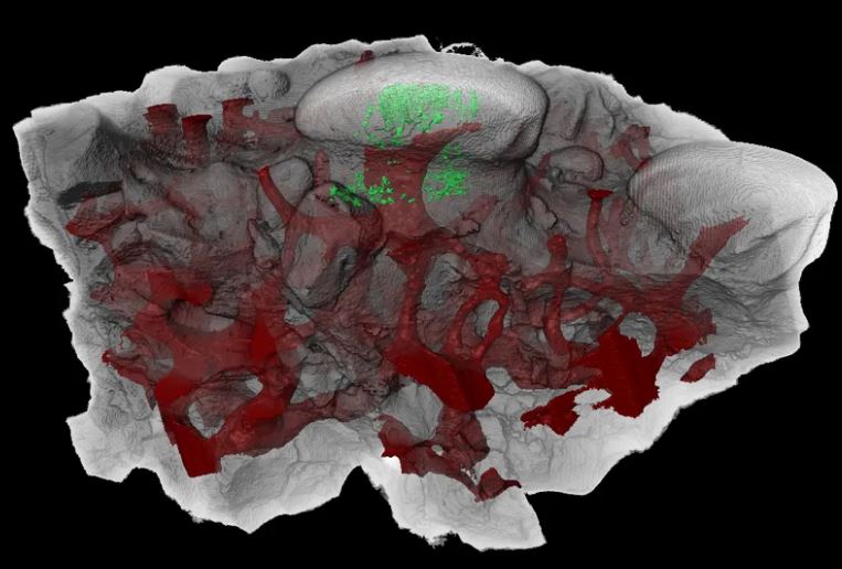 Nguồn gốc bất ngờ của răng người: Tiến hóa từ 'áo giáp' của cá cổ đại cách đây hơn 460 triệu năm