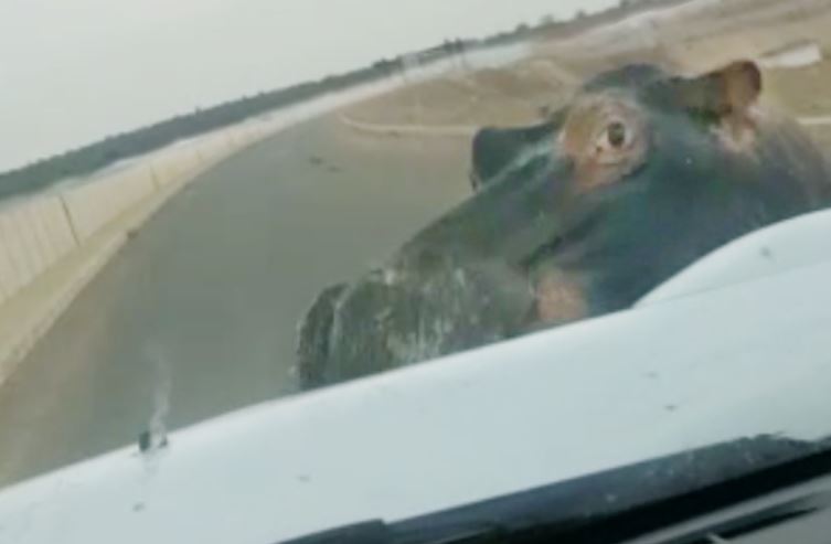 CLIP: Hà mã nổi điên tấn công xe ô tô khiến tài xế khiếp vía